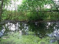 Top Pond in Glade Wood 